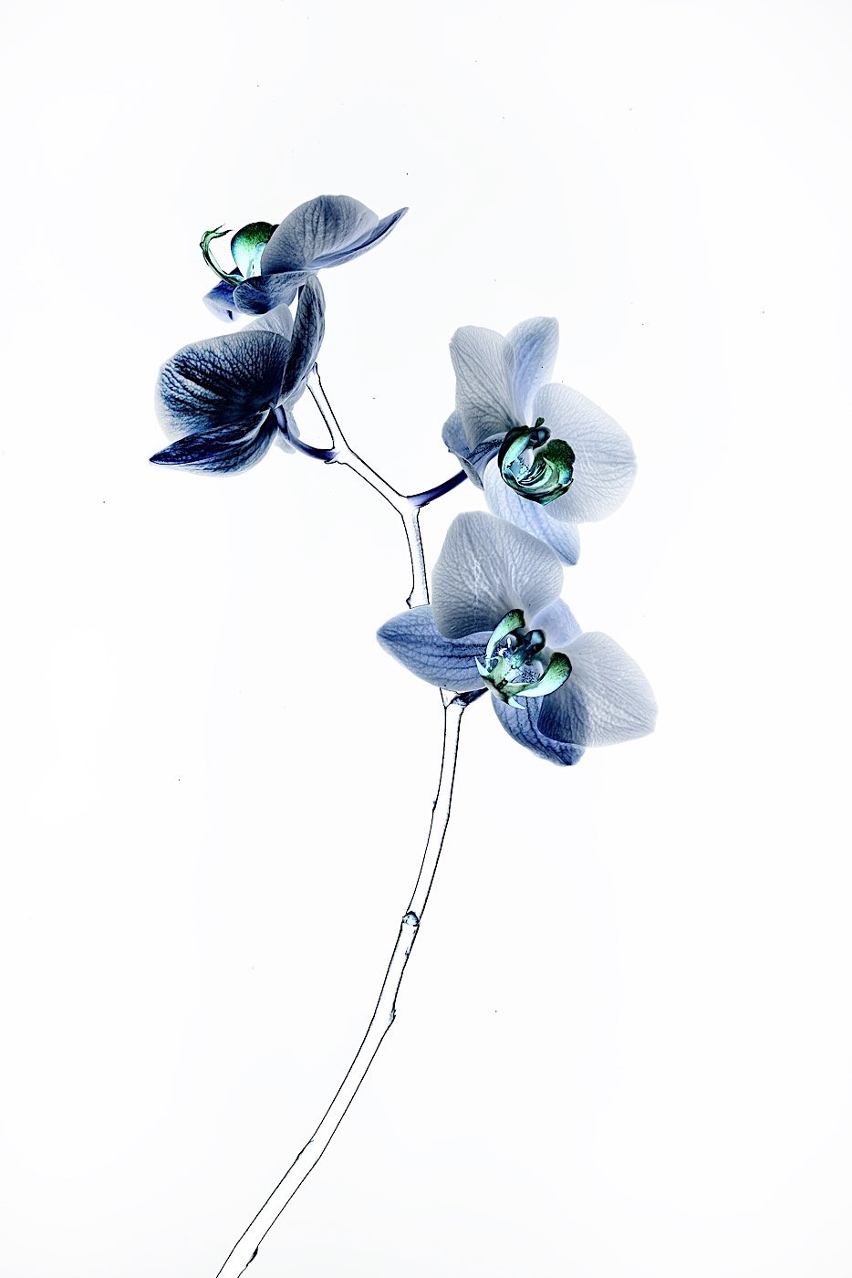 نمایشگاه عکس ارمان مولوی با عنوان روشنی، من، گل، درخت
